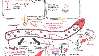 Iron Physiology [upl. by Elimay]