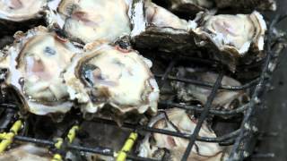 Shellfish Processing with Taylor Shellfish Farms  Shelton WA  Washington Grown [upl. by Nothgiel795]