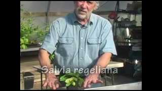 Dividing Herbaceous Perennial Salvias [upl. by Rafa]