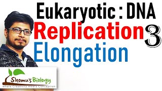 DNA replication in eukaryotes 3  elongation [upl. by Malo]