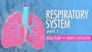 Respiratory System Part 1 Crash Course Anatomy amp Physiology 31 [upl. by Anamor]