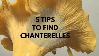 5 Tips to Find Chanterelles [upl. by Allebram]