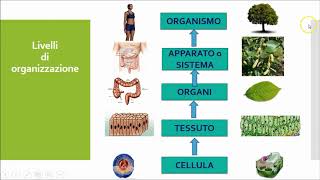 organizzazione viventi [upl. by Akemehs]