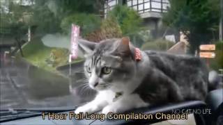 10 hours cat compilation [upl. by Nnyladnarb]