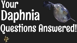 Daphnia Questions Answered [upl. by Edmonda689]