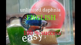 daphnia moina culture Easy way Unlimited production English  with sub Green water Chlorella [upl. by Ahsitneuq915]