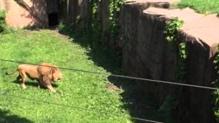 Lincolnpark Zoo lion climbing moat 62015 [upl. by Elberta832]