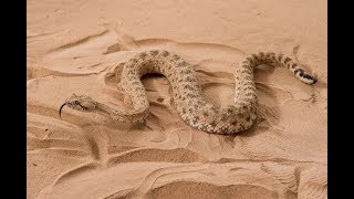 Dubai desert snake Cerastes [upl. by Ettevahs]