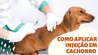 Como Aplicar Injeção Em Cachorro Melhores Tecnicas Passo a Passo [upl. by Eislrahc26]