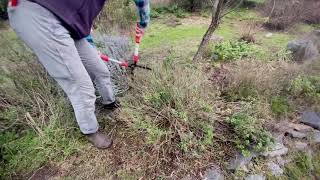 How to Prune Salvias Spring Edition [upl. by Ausoj168]