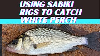 Using Sabiki Rigs To Catch White Perch [upl. by Assetal692]