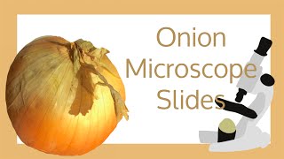 Onion Cell Microscope Slide Experiment [upl. by Benia]