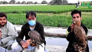 December 2020 Beautiful Evening with Bonellis Eagle Saker Falcon amp Shikra Hawk [upl. by Tamma]