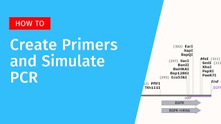 Create Primers and Simulate PCR in SnapGene [upl. by Leahcim]