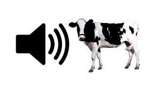 Cow Moo  Sound Effect  ProSounds [upl. by Legnaesoj464]