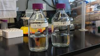 Agarose Gel Electrophoresis Tip 1 TAE vs TBE [upl. by Aicirtel]