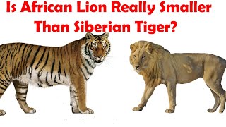 Siberian Tiger VS African Lion Actual Size Comparison  Siberian Tiger VS African Lion Size Expose [upl. by Vevine574]