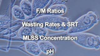 Wastewater Microbiology [upl. by Kcitrap]