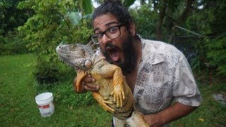 EATING IGUANA  Catching and Cooking Invasive Green Iguanas in Florida [upl. by Nonnahsal632]