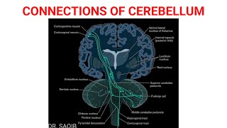 Connections of Cerebellum [upl. by Broek361]