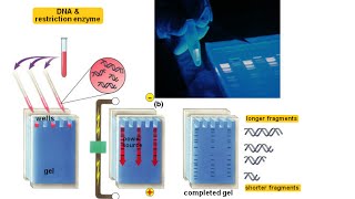 Agarose gel electrophoresis [upl. by Nilram322]