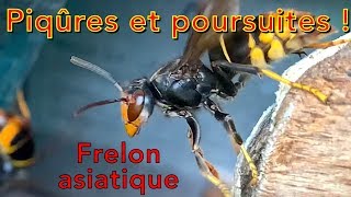 Piqûres et poursuites  frelons asiatiques et tuyau d’arrosageattaque [upl. by Harp912]