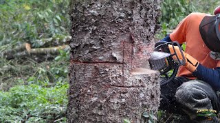 10 Árvores Ideais Para Calçada [upl. by Nagaek]