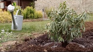 Comment planter un pieris  andromède du japonarbre au muguet au jardin   Truffaut [upl. by Prud]