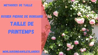 Rosier Pierre de Ronsard taille de printemps  Monjardindansleslandes [upl. by Donald]