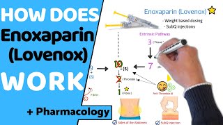 How does Enoxaparin work  Pharmacology [upl. by Binetta]