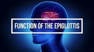 Function of the Epiglottis [upl. by Missak854]