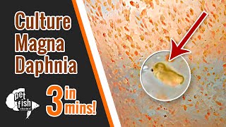 How to culture DAPHNIA MAGNA  The easy way [upl. by Samantha]