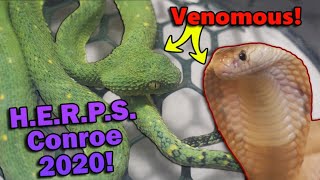 We Attend a VENOMOUS Reptile Show [upl. by Ahtaela]