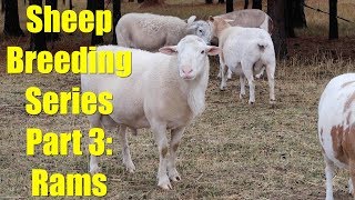 Sheep Breeding Series  Part 3 Selecting Rams for Breeding and Courting Behavior [upl. by Edik]