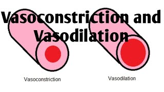 Vasoconstriction and Vasodilation Difference [upl. by Llerrahs785]