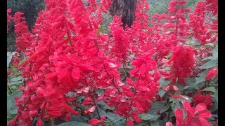 Salvia  Salvia Splendens  Scarlet Sage [upl. by Aniral310]