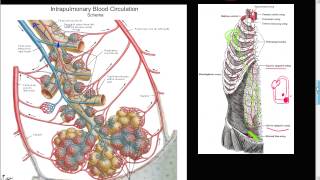 59P  Bronchial artery collateral circulation Anastomosis Cor Pulmonale SIEA Respiratory tree [upl. by Arataj]