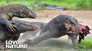 Worlds Deadliest Monster Lizards [upl. by Colwin]