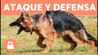 Adiestramiento canino en ataque y defensa [upl. by Wolfy]