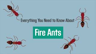 Everything You Need to Know About Fire Ant Stings [upl. by Zat505]