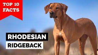 Rhodesian Ridgeback  Top 10 Facts [upl. by Kalfas549]