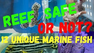 12 UNIQUE MARINE FISH  REEF SAFE OR NOT [upl. by Ahsinauj124]