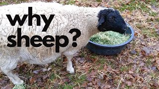 6 Reasons to Add Sheep to Your Homestead especially for firsttimers [upl. by Annal953]