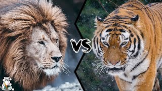 BARBARY LION VS SIBERIAN TIGER  Who Would Win [upl. by Allertse906]