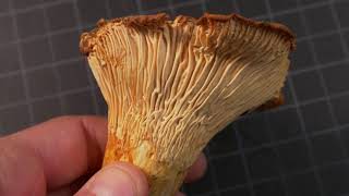 How to identify Chanterelle Mushrooms [upl. by Stout]