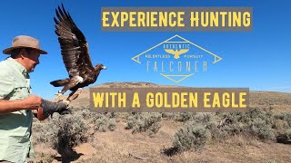 Falconry Hunting a Golden Eagle in 2020 [upl. by Gaddi]