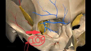 INFERIOR ORBITAL FISSURE  3D ANATOMY amp CONTENTS  ORBIT  CLINICAL ANATOMY [upl. by Attenyw16]