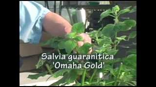 Salvia Softwood Tip Cuttings [upl. by Reese982]