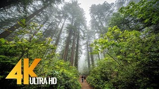 Redwoods Among the Giants in 4K  Unique California’s Forest  Relaxing Video with Naure Sounds [upl. by Wachtel967]