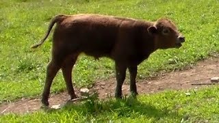 Little Baby Calf Mooing [upl. by Namreg]